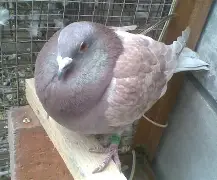 殜粪#p湼蔟M驼j?DE垑硤`-t命?材ЪG4?鎎烠Vg埇^輘c?陌	?b貄昐K3.?檀礛k搠蟢的简单介绍